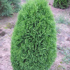 Туя западная "Грин Эг" (Green Egg)